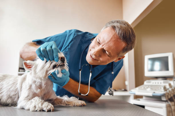 Best Emergency Dental Care for Broken or Chipped Teeth in Lincoln Center, KS